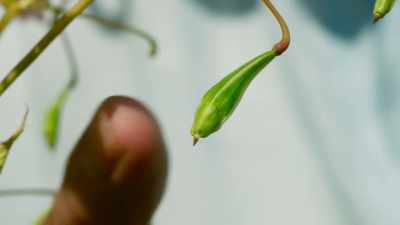 As they dry out, they begin to
strain along precisely positioned - The Green Planet