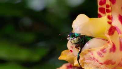 As it emerges, the bee is gripped tight. - Our Planet