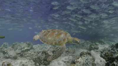 As we explore every part
of the remote seas - Oceans: Our Blue Planet