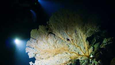 As far down
as three and a half miles, - Blue Planet II
