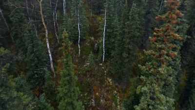 As far as I can see,
black spruce trees. - Life Below Zero: Next Generation