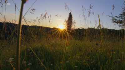As farming has intensified, - Wild Isles