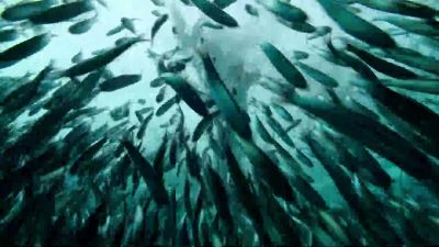As fish are driven to the surface, they come within range of pelicans. - Our Planet