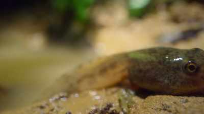 As froglets,
they can finally escape the drying ponds. - Our Great National Parks