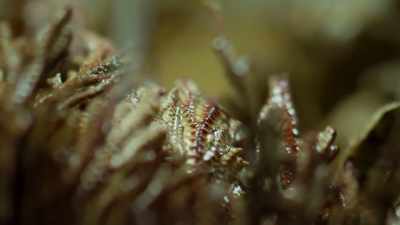 As its fronds soak up the water,
they unfurl. - The Green Planet
