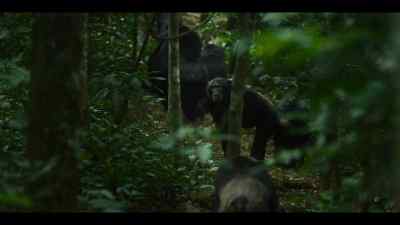 As they get closer to the border, - Chimp Empire