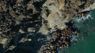 As they get hungry,
they need to return to the sea. - Our Planet