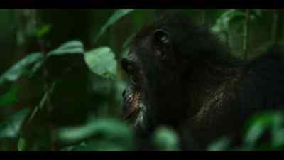 As they get older, - Chimp Empire
