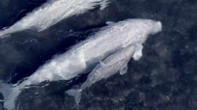 "As she gets older, their conversations
will grow much deeper." - Secrets of the Whales