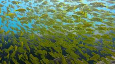 As global temperatures rise,
Lake Tanganyika is warming. - Our Planet