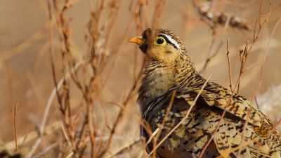 As ground-nesting birds,
these newly hatched chicks - Our Great National Parks