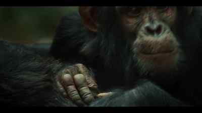 As they grow, - Chimp Empire