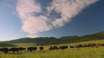 "As I now think
upon those days," - The American Buffalo