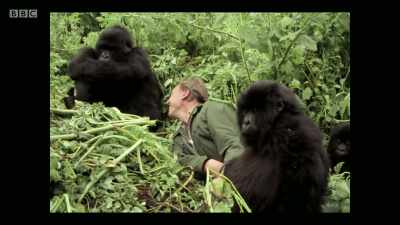 As I was preparing to talk
to camera, - Extinction: The Facts