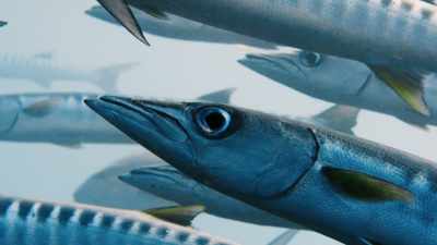 As in any crowded metropolis, - Blue Planet II