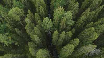 As industrious as these beavers may be, - Wild Nordic