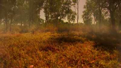 As insects flee, predators move in. - Tiny World