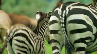 As leader,
Shani is the ultimate prize. - Serengeti