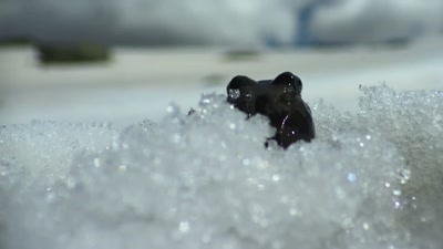 As life in the Southern Hemisphere
gets harder, - A Year on Planet Earth