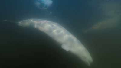 As long as a whale
can keep an eye on a hunting bear, - Seven Worlds, One Planet