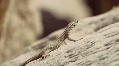 As long as he keeps his distance,
he'll be all right. - Attenborough's Life in Colour