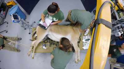 As long as the bloodwork
turns out ok - Secrets of the Zoo