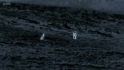 As long as they can see him, - Wild Isles