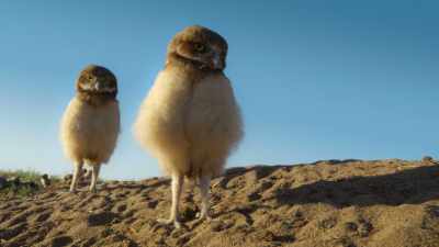 As long as they keep a watchful eye
and keep their distance... - Super/Natural