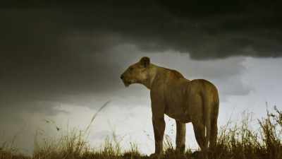 As she longs for him, - Serengeti