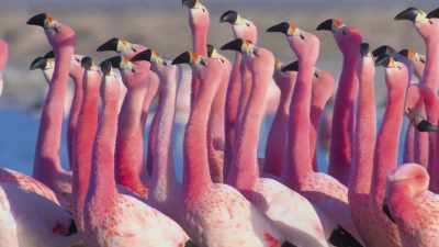 As they march through the water, - Attenborough's Life in Colour
