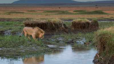 As they mature, young males
begin to explore the boundaries - Dynasties