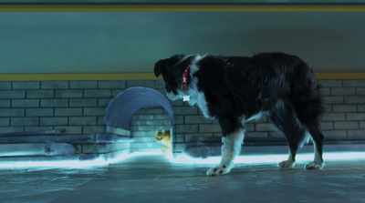As you may have guessed,
we are not your average pets. - Cats & Dogs 3: Paws Unite
