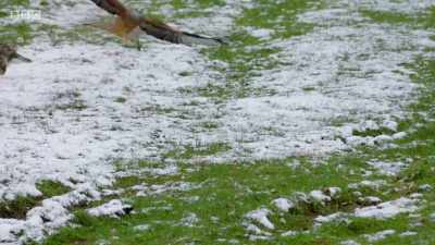 As even more birds arrive, - Wales: Land of the Wild