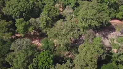 As you move through
the thick trees of the jungle, - Mysteries of the Abandoned