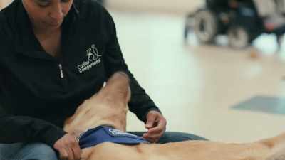 As for Nemo,
he's cut out for something different. - Inside the Mind of a Dog