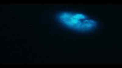 As each one is disturbed,
it emits a glimmer. - Our Oceans