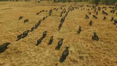 As our land dries, those who remain - Serengeti