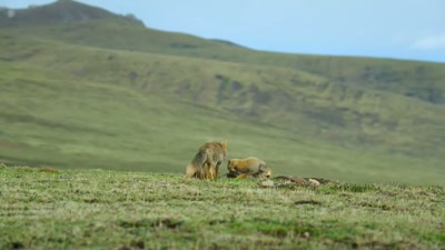 As parents, it can sometimes feel
like you're doing all the work. - A Year on Planet Earth