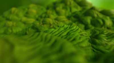 As plants photosynthesize, - Fantastic Fungi
