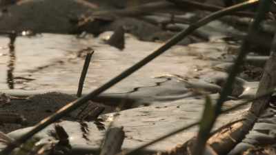 As pools and channels refill,
the animals return. - Prehistoric Planet