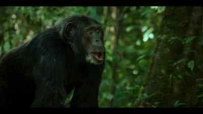 As for Pork Pie, - Chimp Empire
