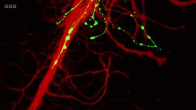As they prepare to capture memory, - The Human Body: Secrets of Your Life Revealed