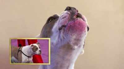 As Puka is watching the video play, - 2022 American Rescue Dog Show