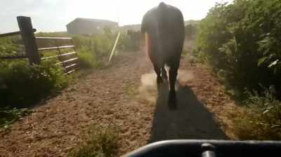 AS RANCHERS, - Dino Hunters