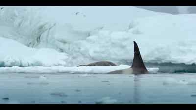 As they regroup, - Our Oceans