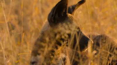 As self-appointed leader, - Wild Babies