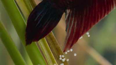 As they sink downwards,
the male fertilizes them. - Our Planet