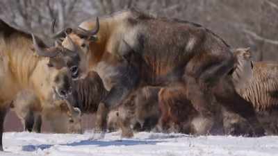 As soon as we do,
we're gonna do a neonatal exam - Secrets of the Zoo