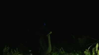 As soon as we got to the tree,
we realized that whatever
it was had disappeared - Expedition Bigfoot