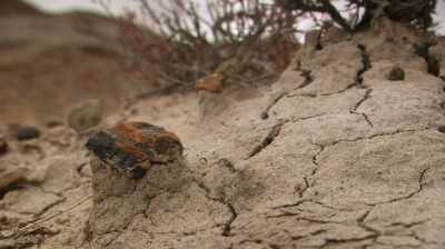 AS SOON AS THEY WEATHER OUT,
THEY START DETERIORATING, - Dino Hunters